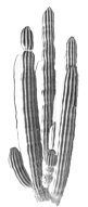./images/cactusflash.gif?refresh=1746119176